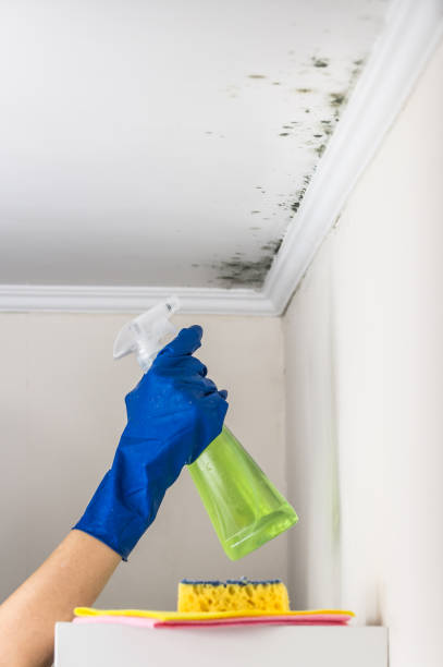 Best DIY Mold Remediation Support Services in Plymouth, MN
