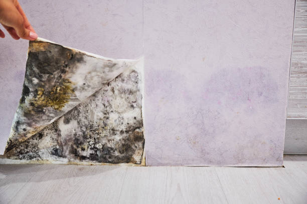 Best Bathroom Mold Remediation in Plymouth, MN